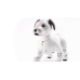 Собака - робот AIBO  ERS-1000 2017 Entertainment Robot AI